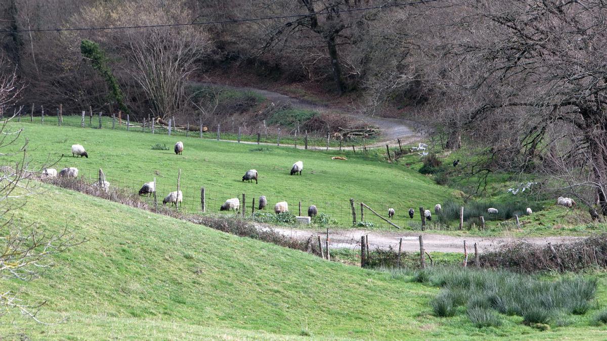 Rebaño de ovejas en una zona de Karrantza donde en 2016 se hicieron batidas en busca de lobos.