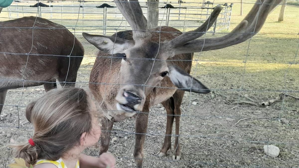 Una niña da de comer a los ciervos del recinto.