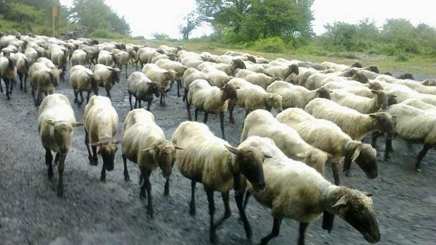 La investigadora recomendó no mantener a los animales más de tres días en el mismo sitio.