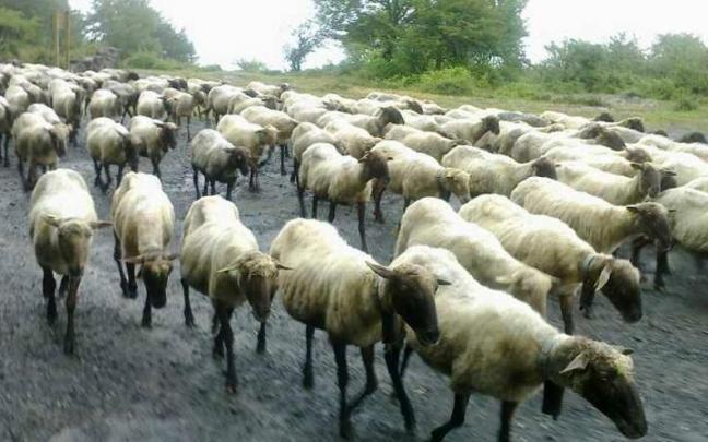 La investigadora recomendó no mantener a los animales más de tres días en el mismo sitio.