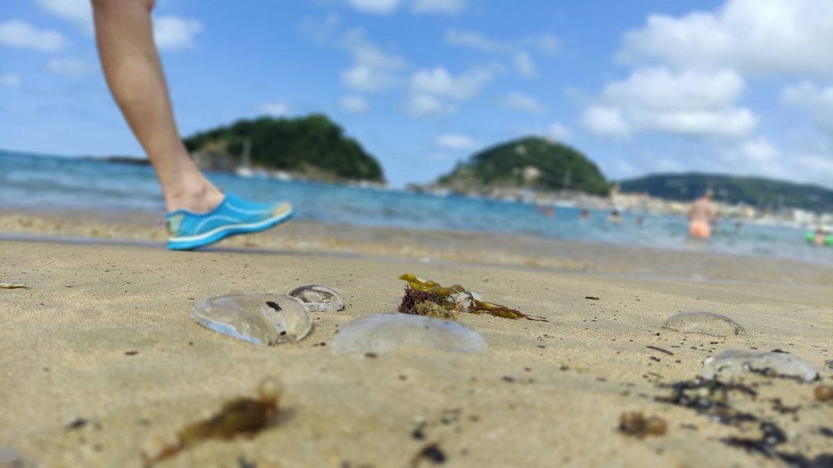 Una persona camina entre salpas en la playa de Ondarreta esta tarde