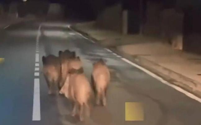 Un grupo de jabalíes por el área urbana de Fitero Un grupo de jabalíes por el área urbana de Fitero