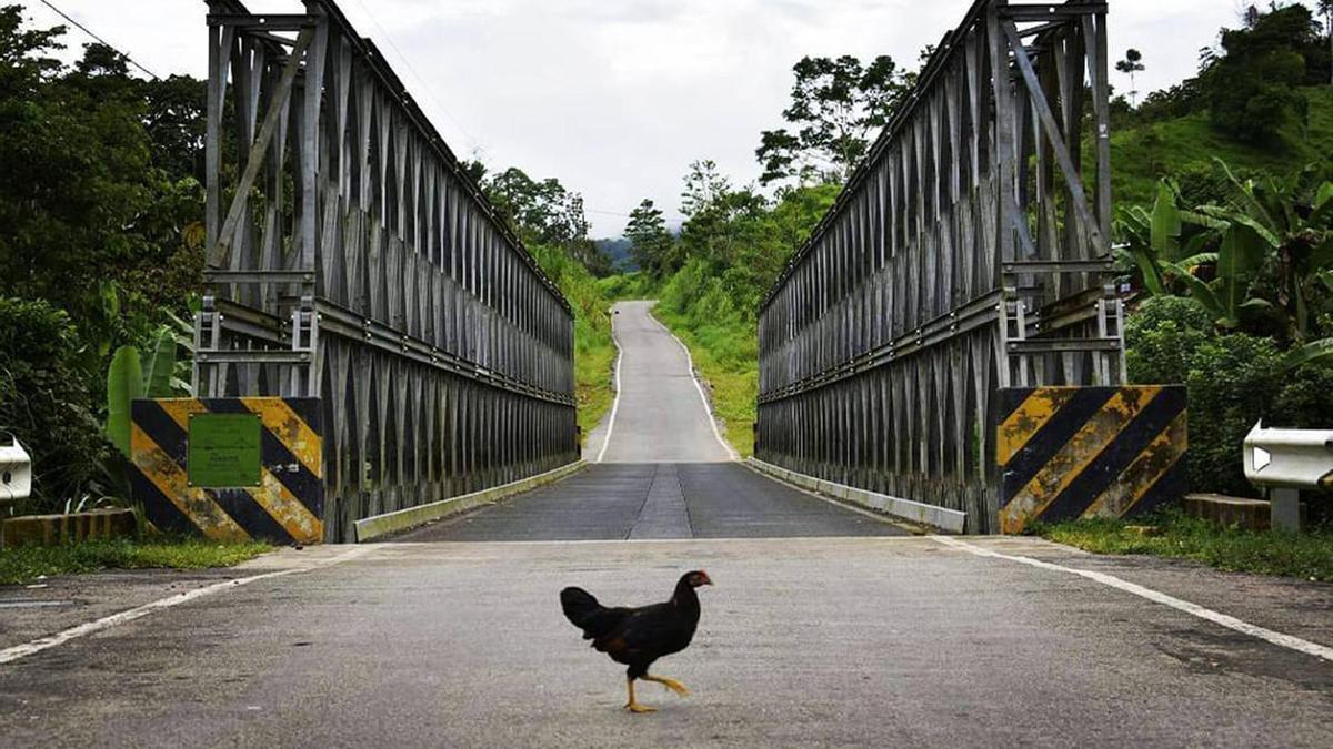 Una galina en una carretera.