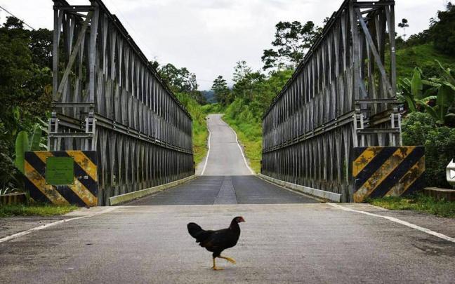 Una galina en una carretera.