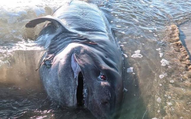 El ejemplar de Hexanchus griseus hallado en una playa de Torrevieja El ejemplar de Hexanchus griseus hallado en una playa de Torrevieja