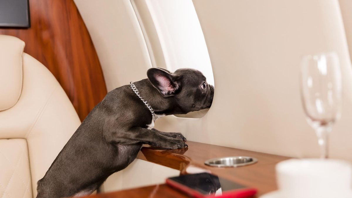 Un pequeño bulldog francés a bordo de un avión.