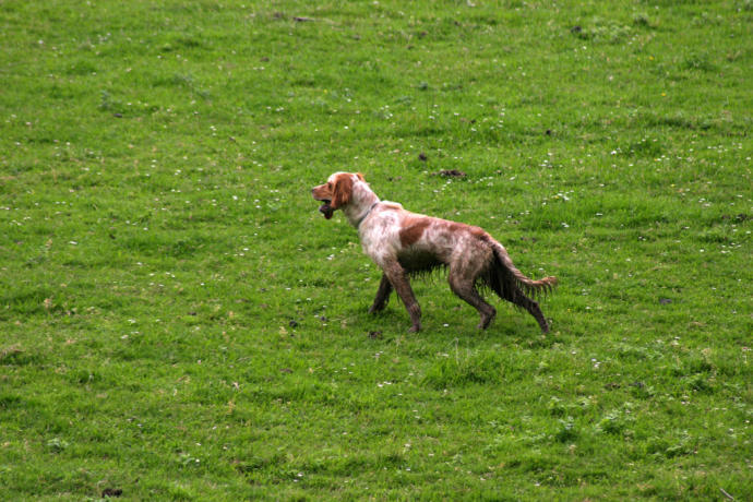 Primeros pasos para comenzar la relación del perro de muestra con la caza