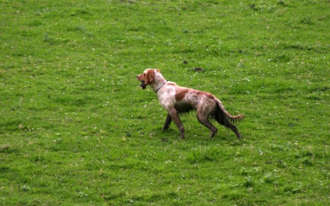 Primeros pasos para comenzar la relación del perro de muestra con la caza