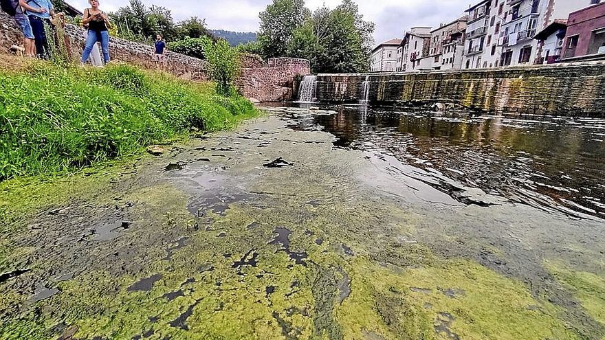 La extensa alfombra verde formada bajo la presa por el calor y la falta de oxígeno.