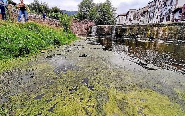 La extensa alfombra verde formada bajo la presa por el calor y la falta de oxígeno.