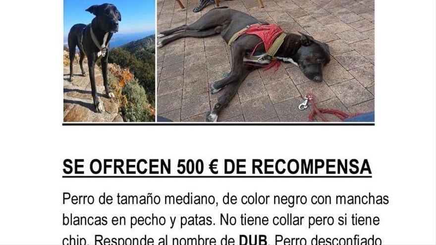 Cartel del perro desaparecido