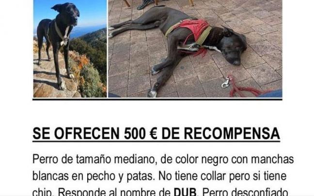 Cartel del perro desaparecido