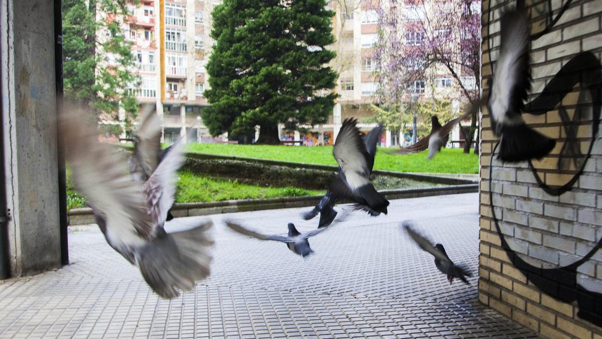 Palomas revoloteando en un callejón de Aranbizkarra
