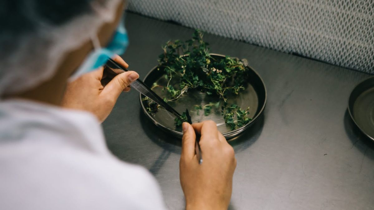 Un trabajador realiza una multiplicación de plantas in vitro.