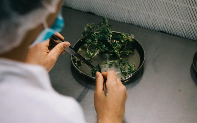 Un trabajador realiza una multiplicación de plantas in vitro. Un trabajador realiza una multiplicación de plantas in vitro.
