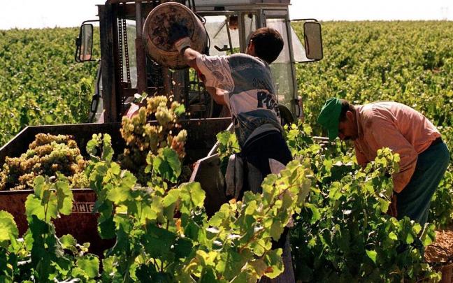 Recogida de uva en vi&ntilde;edos de la DOCa Rioja