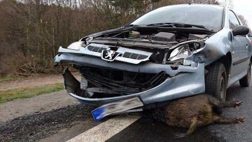 Accidente provocado por un jabalí.