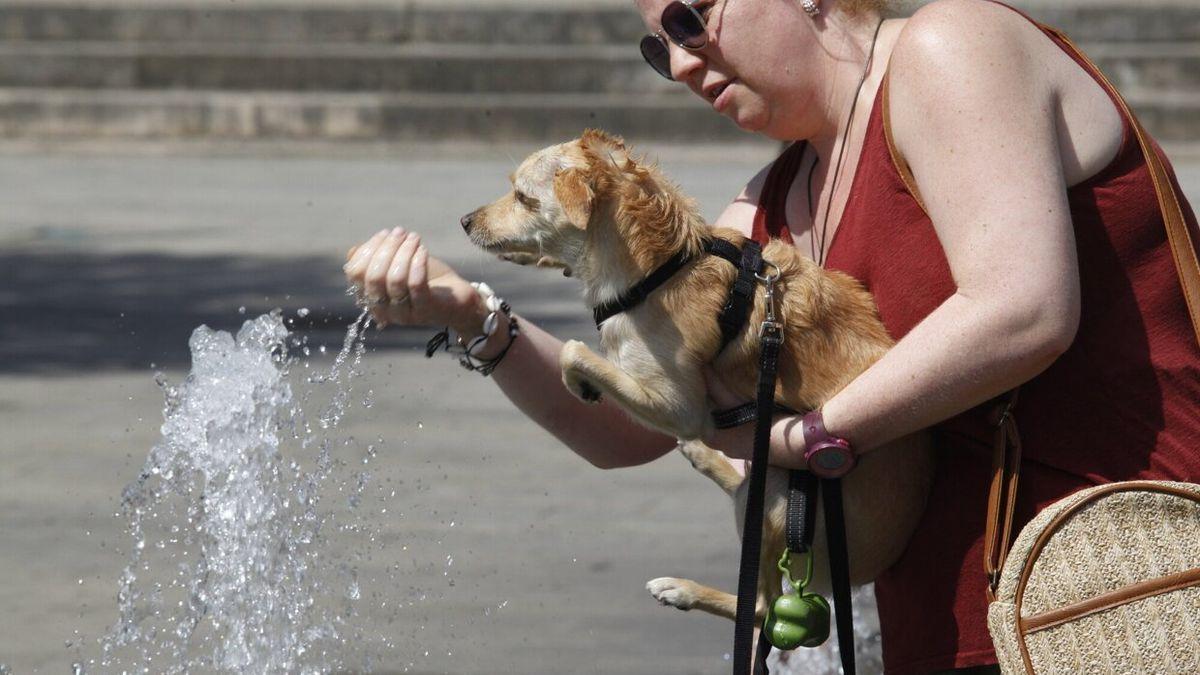 Una persona dando de beber a un perro en una fuente durante una ola de calor en Vitoria