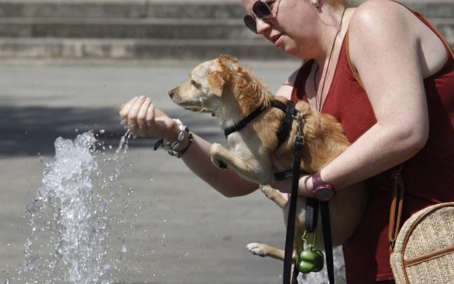 Una persona dando de beber a un perro en una fuente durante una ola de calor en Vitoria Una persona dando de beber a un perro en una fuente durante una ola de calor en Vitoria