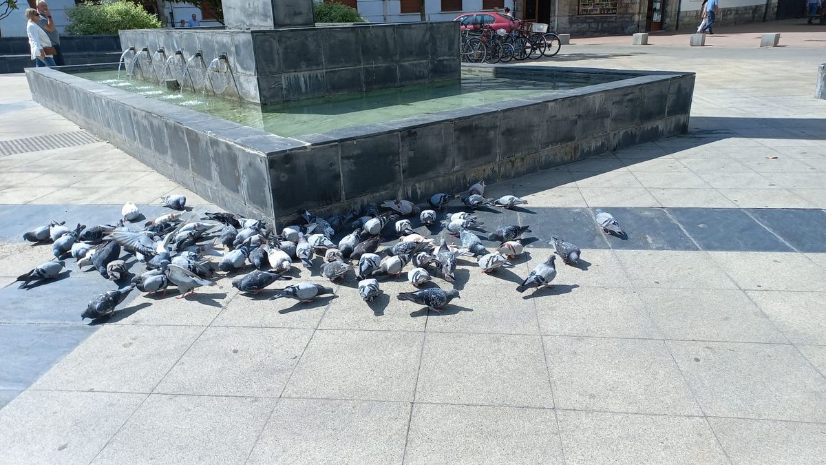 Palomas comiendo en una calle de Vitoria
