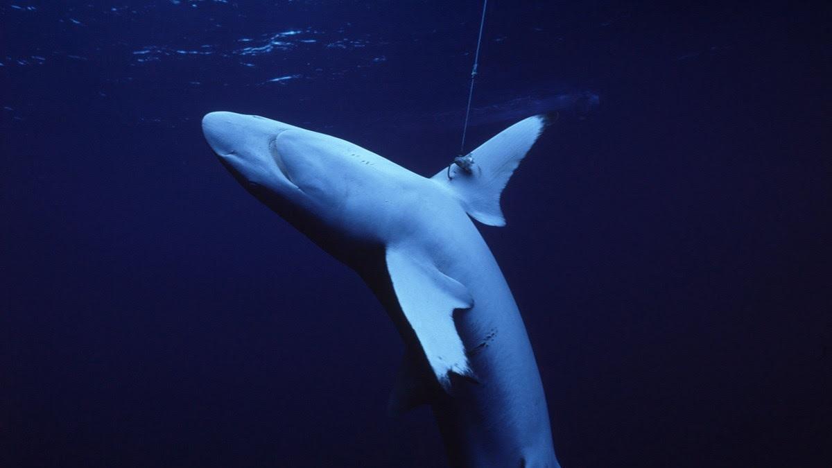 En los últimos años se ha reducido del 71 % de la población de 18 la población de 31 especies de tiburones y rayas oceánicas.