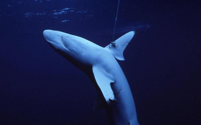 En los últimos años se ha reducido del 71 % de la población de 18 la población de 31 especies de tiburones y rayas oceánicas.