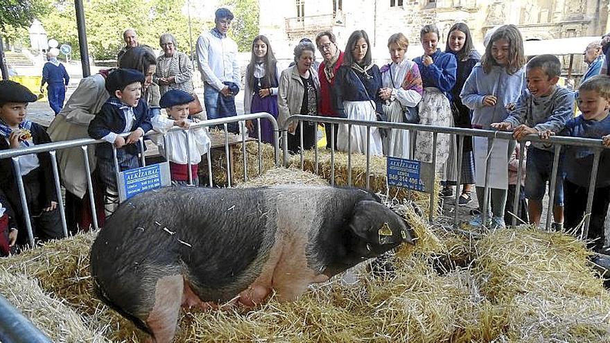 La exposición de ganado ambientó los alrededores de la universidad.