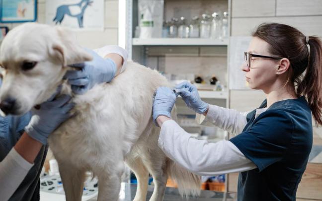 Según la OMS, la tasa de vacunación contra la rabia debe ser del 70% de perros, gatos y hurones par alogra la inmunidad de rebaño y que el contagio a humanos sea 0.