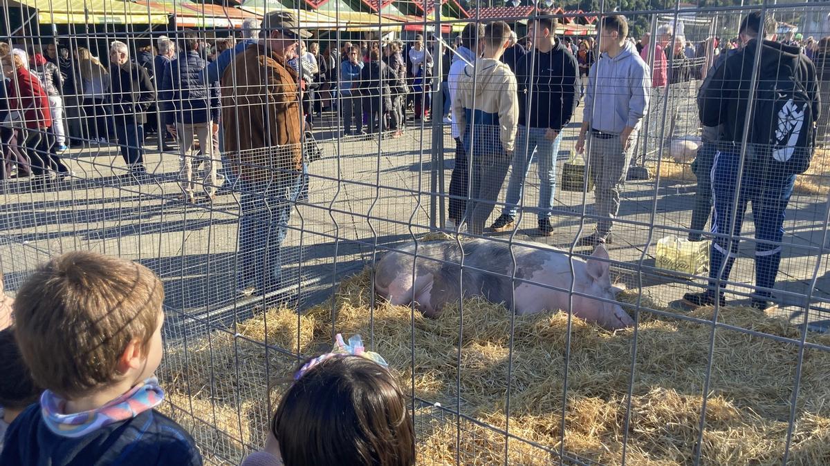 La feria de Santo Tomás de Lekeitio mantiene la presencia de animales.