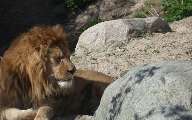 Los caballos fueron utilizados para alimentar a animales carnivoros.
