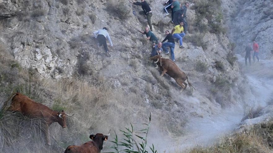 Las vacas han subido por una ladera atemorizando al público de esa zona