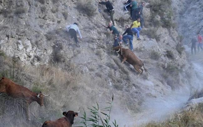 Las vacas han subido por una ladera atemorizando al público de esa zona Las vacas han subido por una ladera atemorizando al público de esa zona