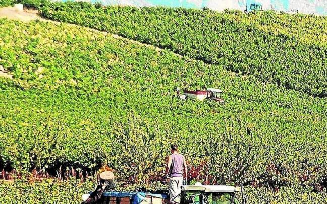 Imagen de archivo de vendimia en Elciego. | FOTO: P.J. PÉREZ