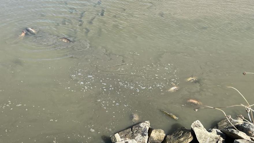 Carpas en la Estanca de Dos Reinos.