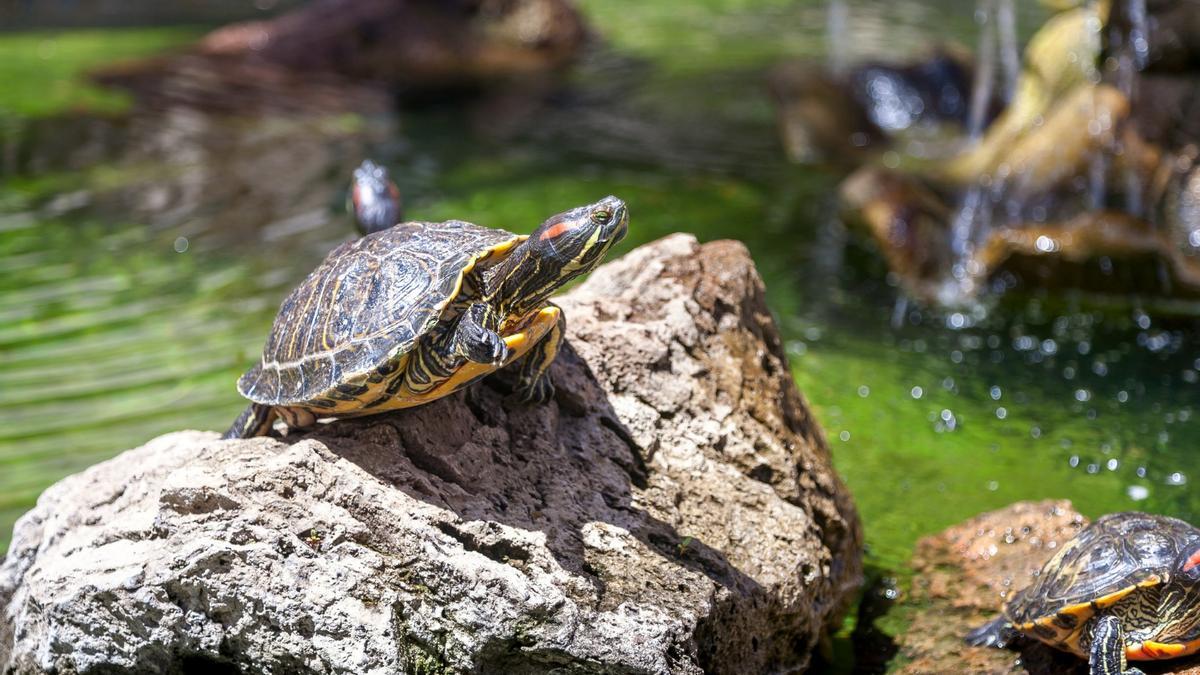 Los galápagos de Florida son uno de los ejemplos más claros de especies invasoras como resultado de propietarios descuidados.nque
