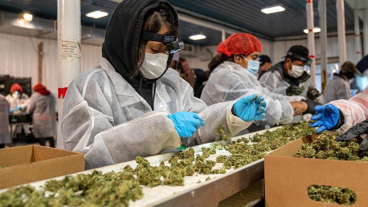 La primera cosecha de marihuana de Nueva York ya está lista para ser vendida.