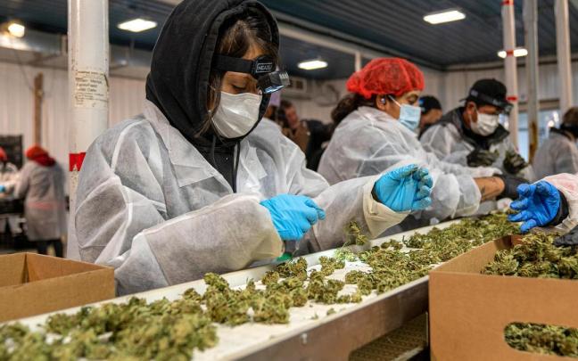 La primera cosecha de marihuana de Nueva York ya está lista para ser vendida. La primera cosecha de marihuana de Nueva York ya está lista para ser vendida.