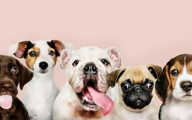 Algunos cachorros de distintas razas posan en estudio. Algunos cachorros de distintas razas posan en estudio.