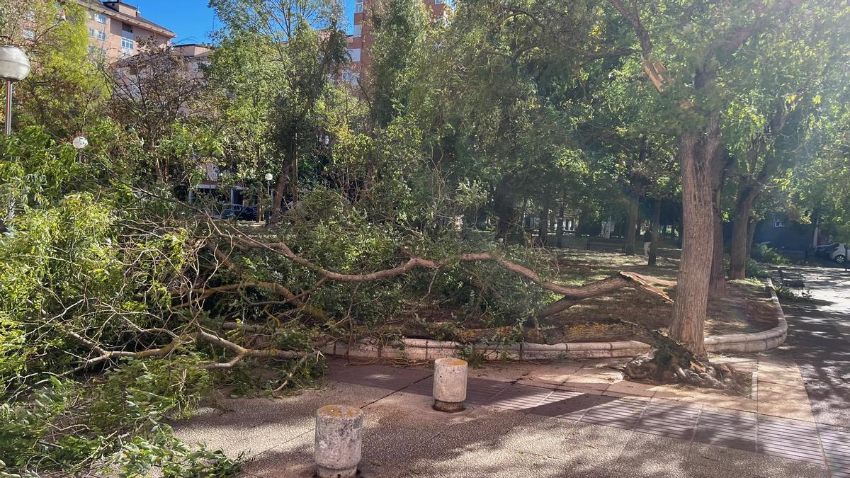 Consecuencias del vendaval