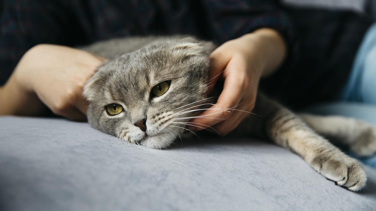 Interactuar con nuestro gato ayuda a subier su estado de ánimo, a que se muestren menos apáticos en este periódo del año.