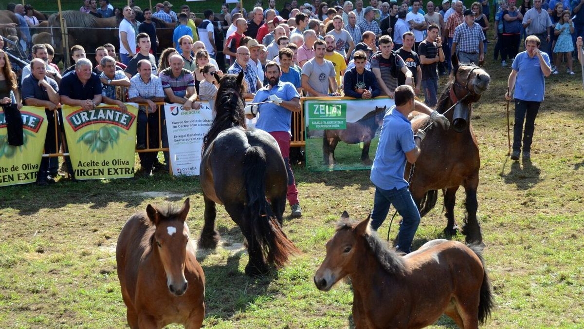 Varios caballos, durante el desfile realizado delante de los jueces.