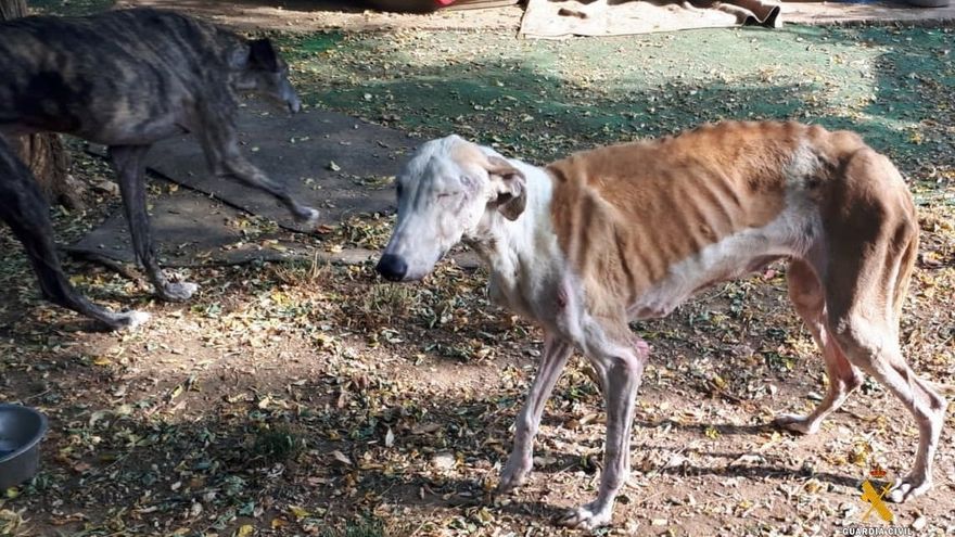Investigan por maltrato a un refugio de animales abandonados en Almería