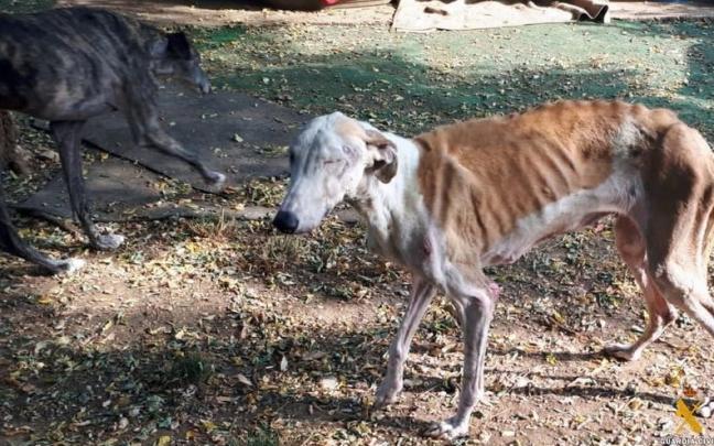 Investigan por maltrato a un refugio de animales abandonados en Almer&iacute;a