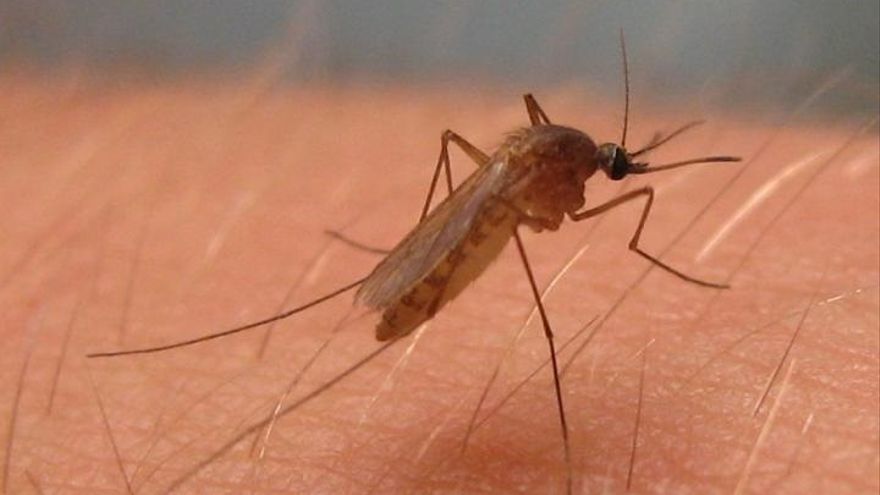 Culex pipiens, mosquito del virus del Nilo Occidental.