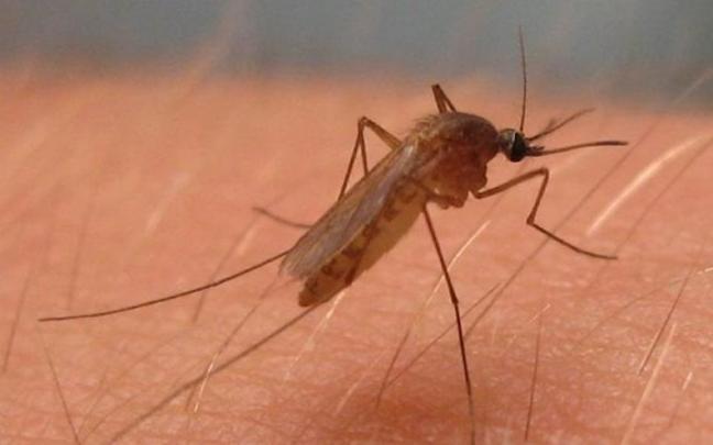 Culex pipiens, mosquito del virus del Nilo Occidental.