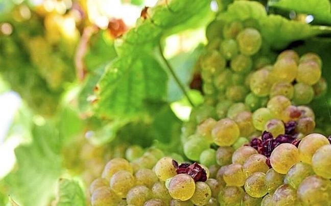 Un racimo de Hondarrabi Zuri, una de las variedades que es seña de identidad de Getariako Txakolina.