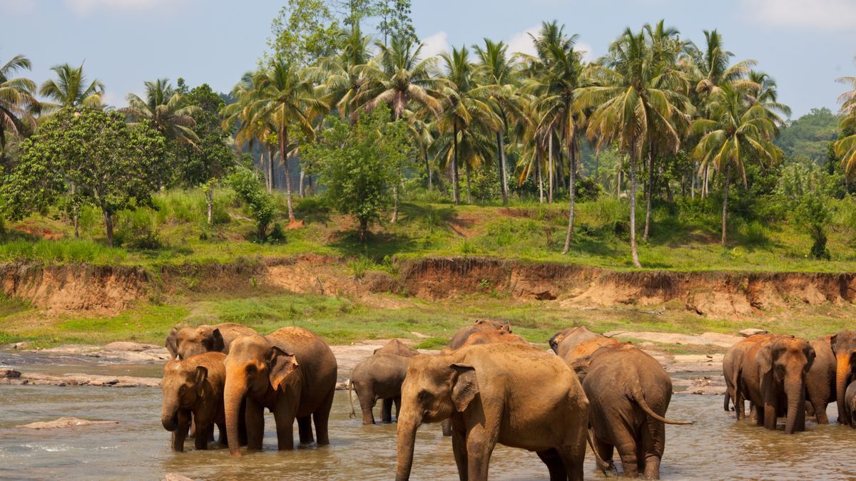 Un grupo de elefantes en una imagen de archivo.
