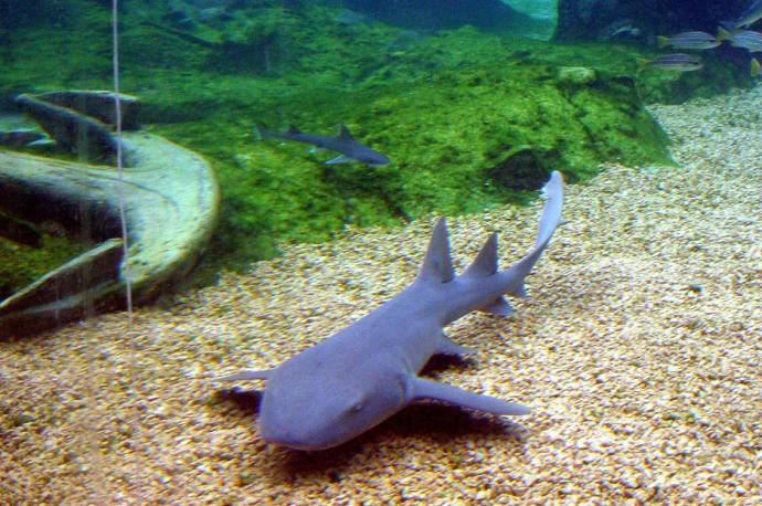 Tiburones y rayas figuran entre los animales con mayor riesgo de extinción.