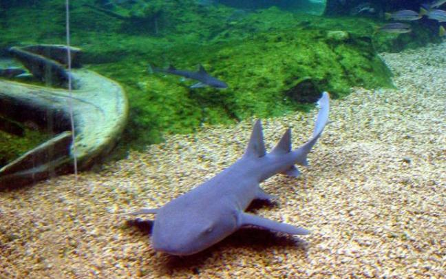 Tiburones y rayas figuran entre los animales con mayor riesgo de extinción. Tiburones y rayas figuran entre los animales con mayor riesgo de extinción.