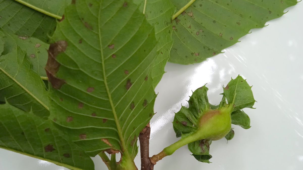 Agallas de la avispilla del castaño.